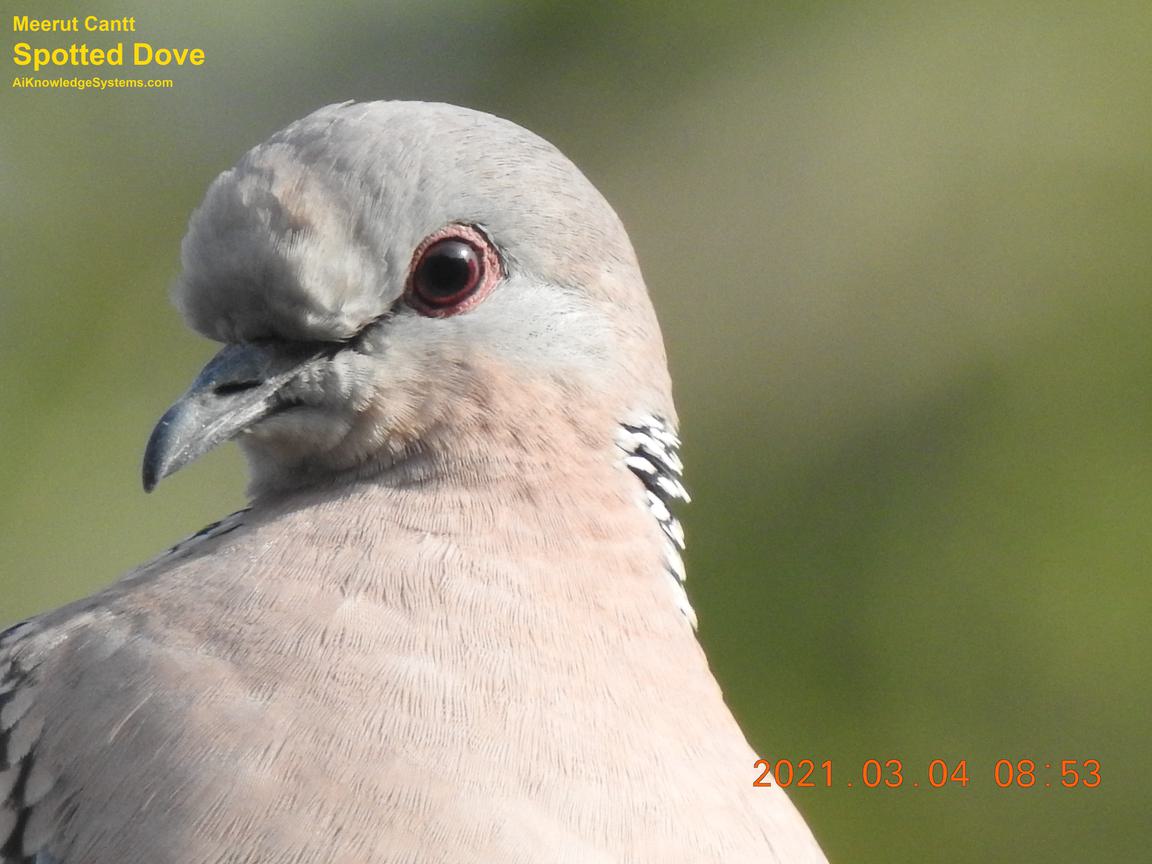 Dove Spotted (85) Coming Soon